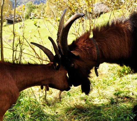 goats-1609653_640_resized